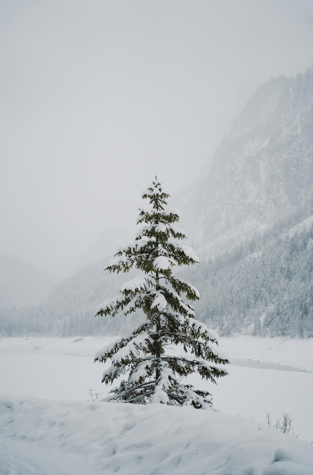 a lone pine tree stands in the snow