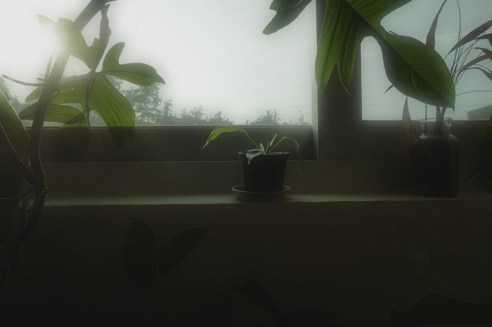 a window sill with a potted plant next to it