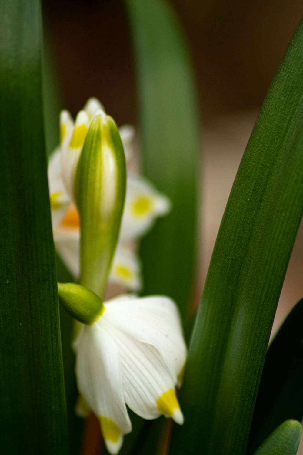 a close up of a white flower with green leaves