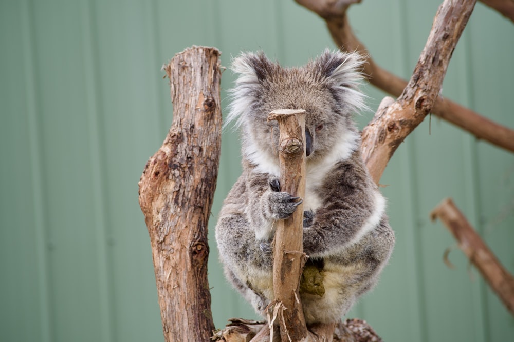 a koala sitting on top of a tree branch