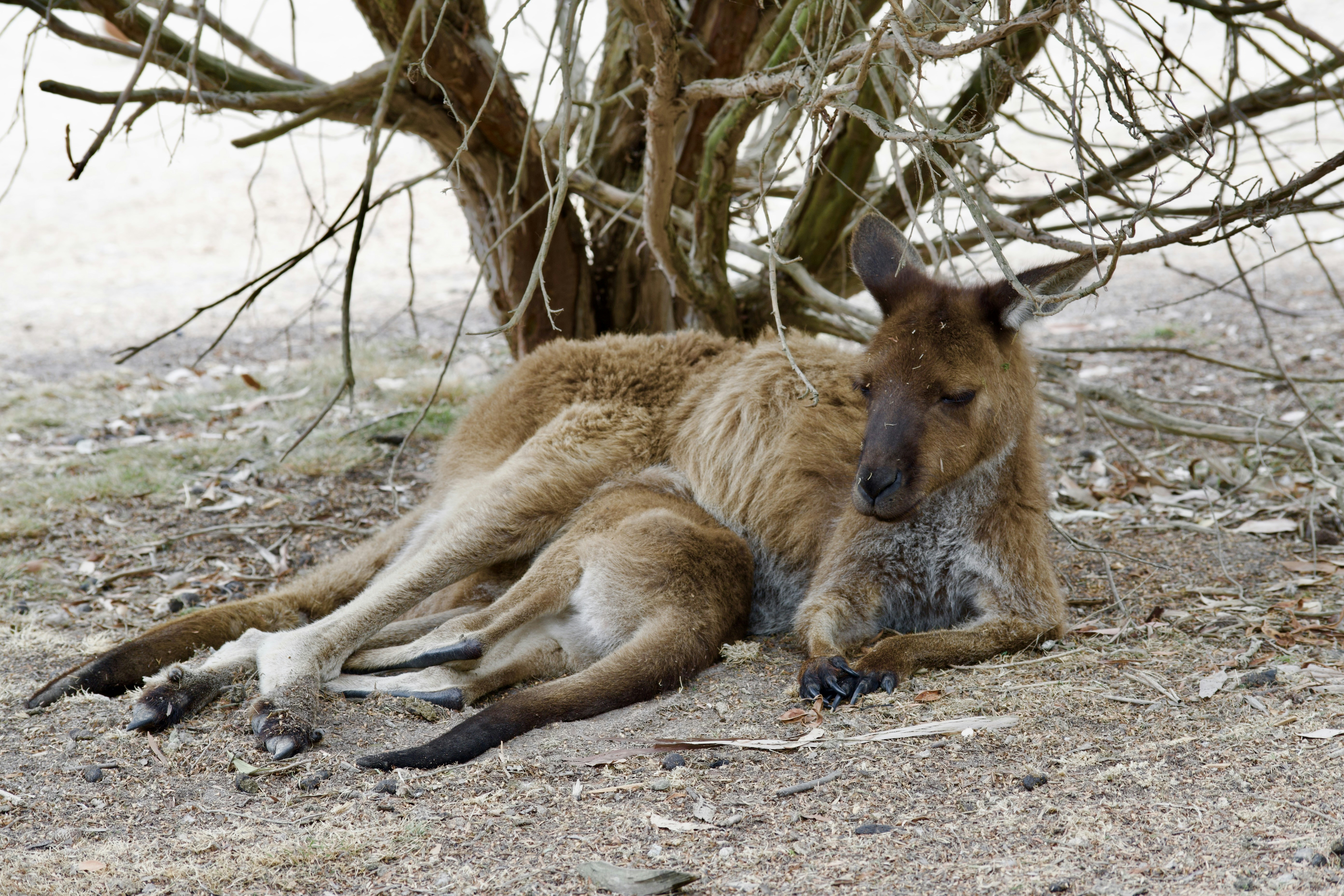 Pearcedale, Victoria