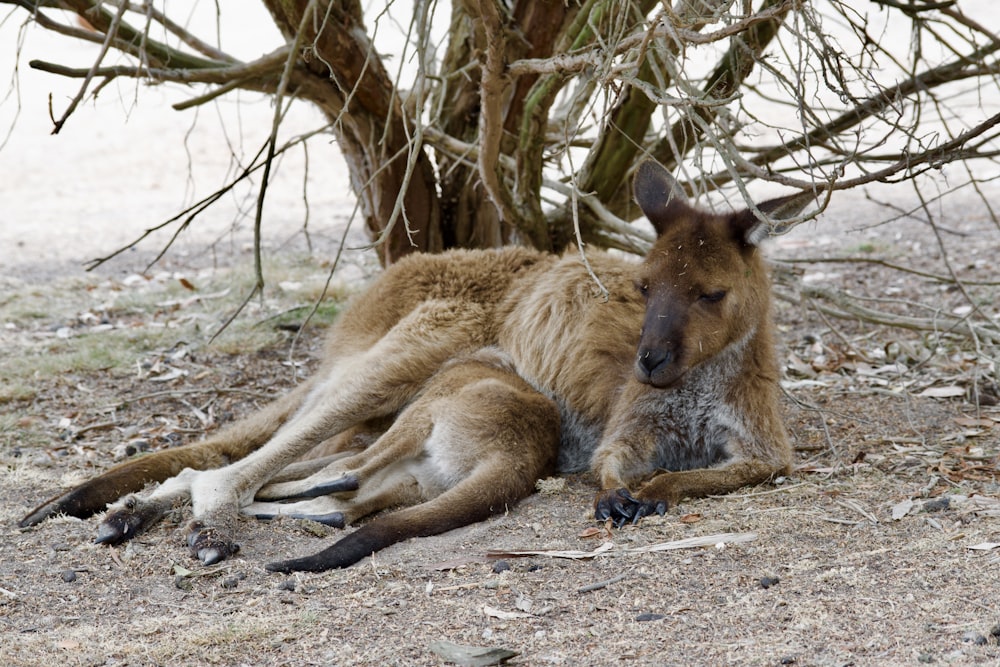 a kangaroo laying on the ground next to a tree