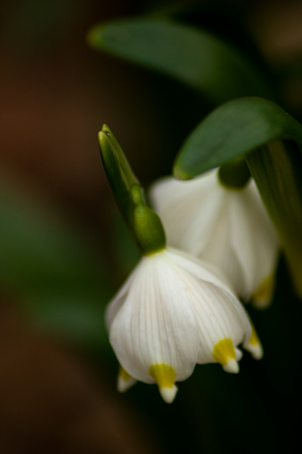 a close up of a white flower with green leaves