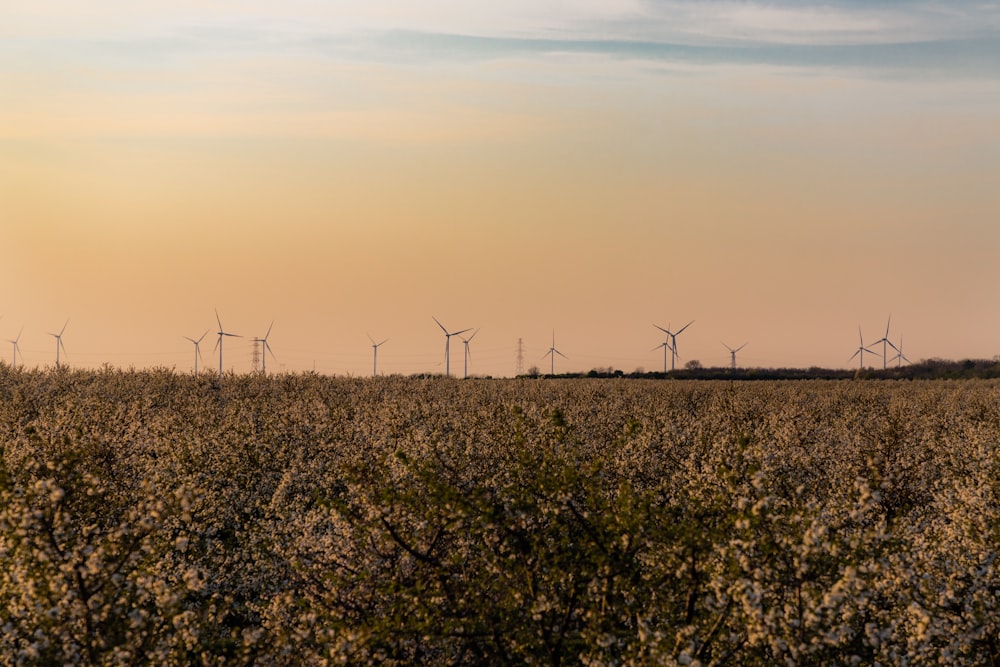 a large field with a bunch of windmills in the distance