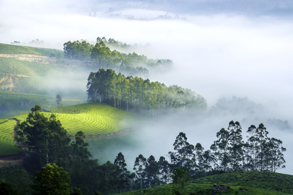 a foggy valley with trees in the foreground