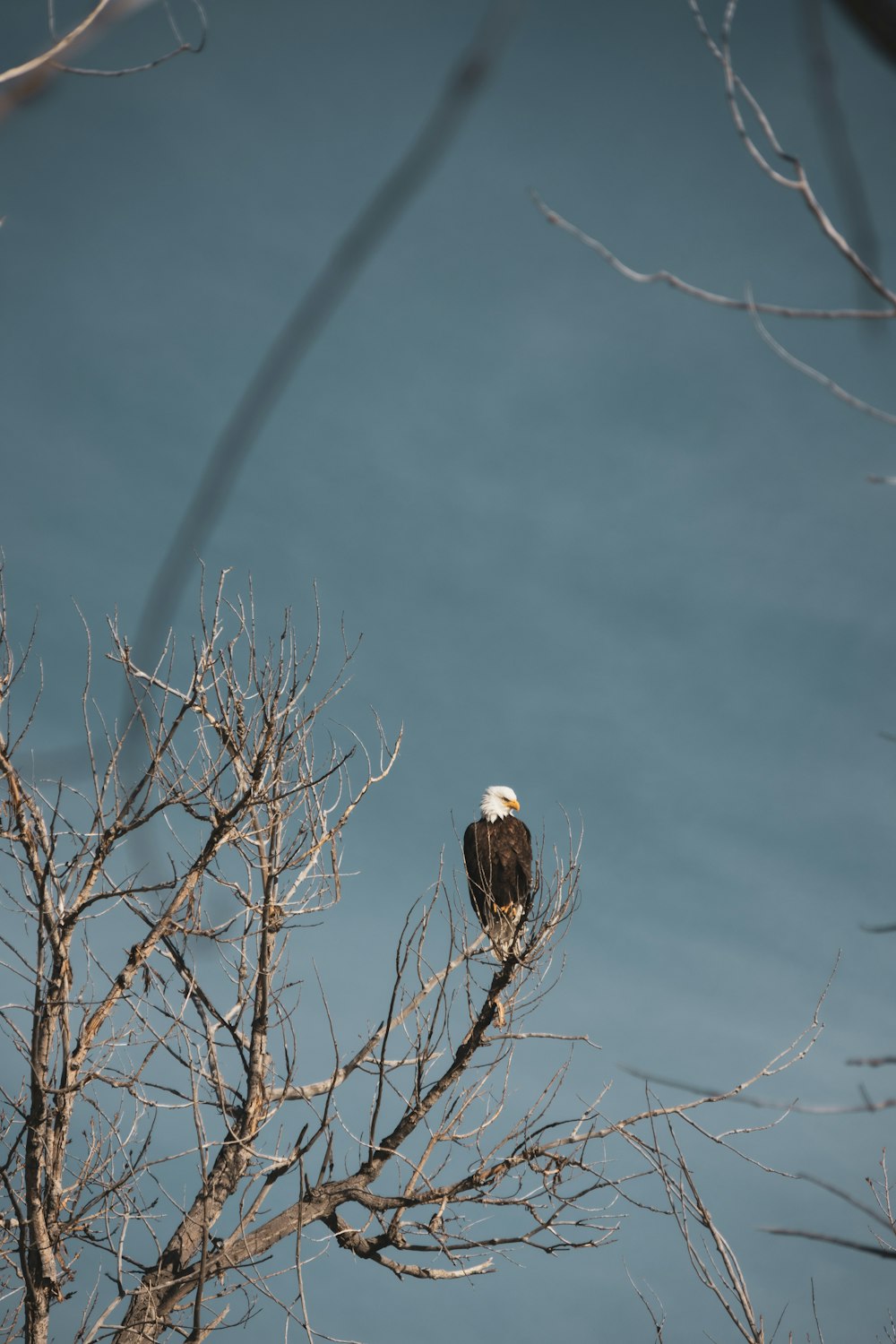 a bald eagle perched on top of a bare tree