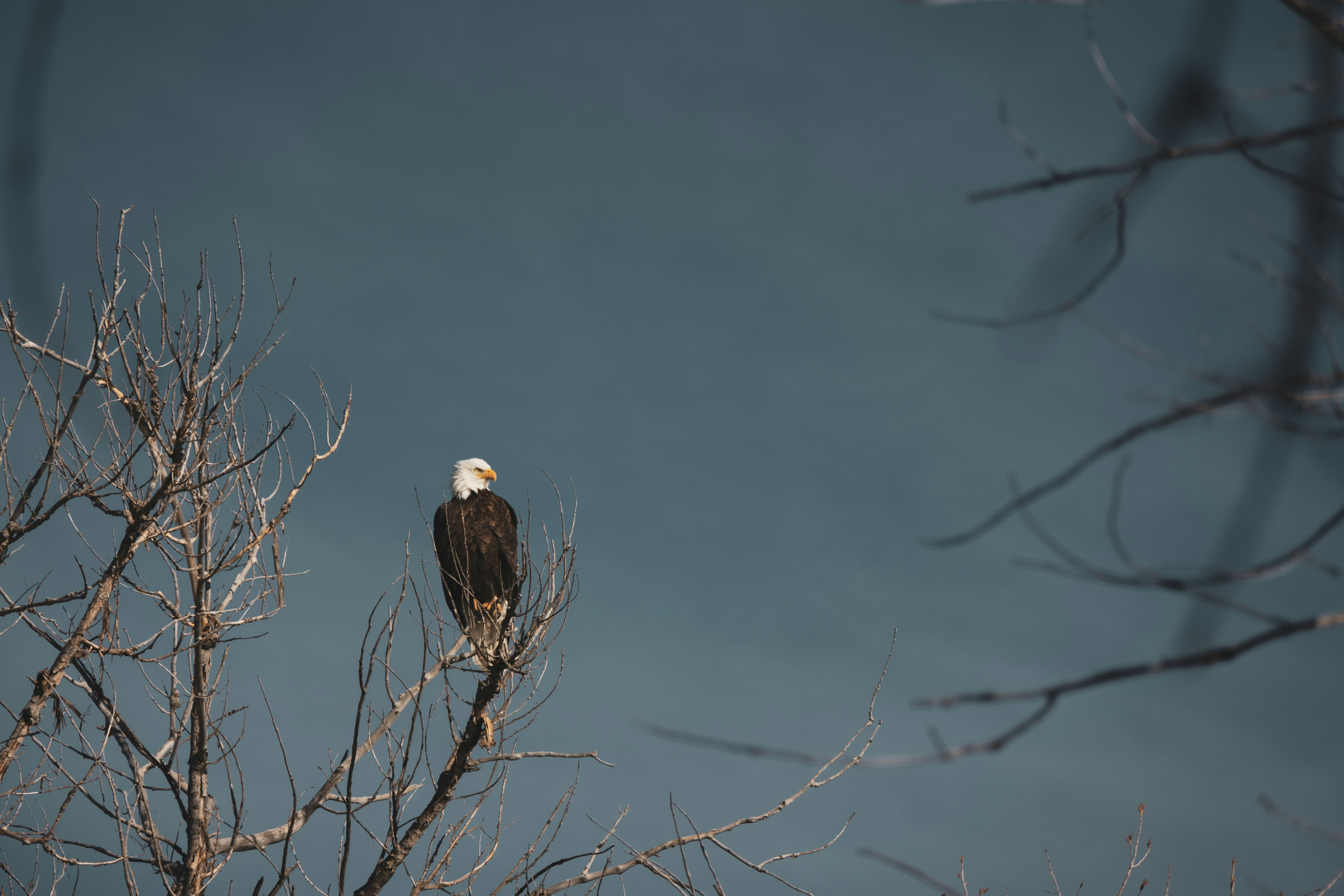 Photo by brandonstoll
