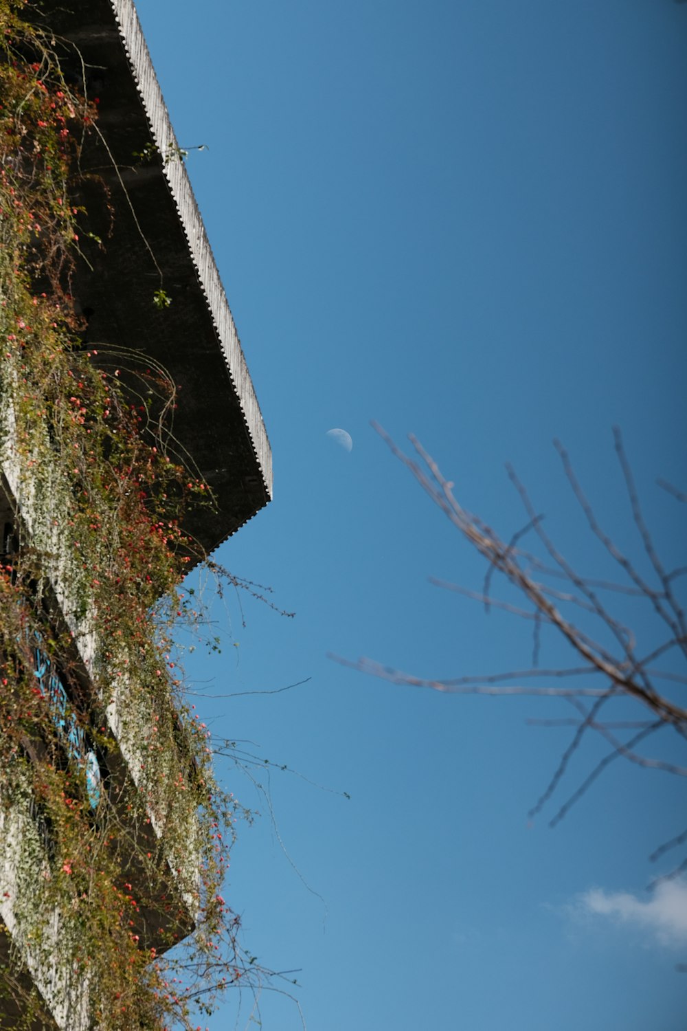 um edifício com vinhas crescendo ao lado dele