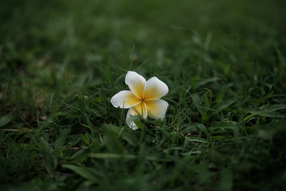 a white and yellow flower sitting in the grass