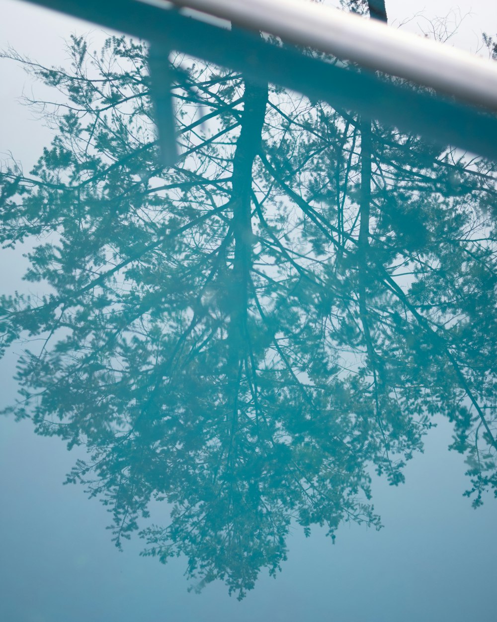 a reflection of a tree in a pool of water