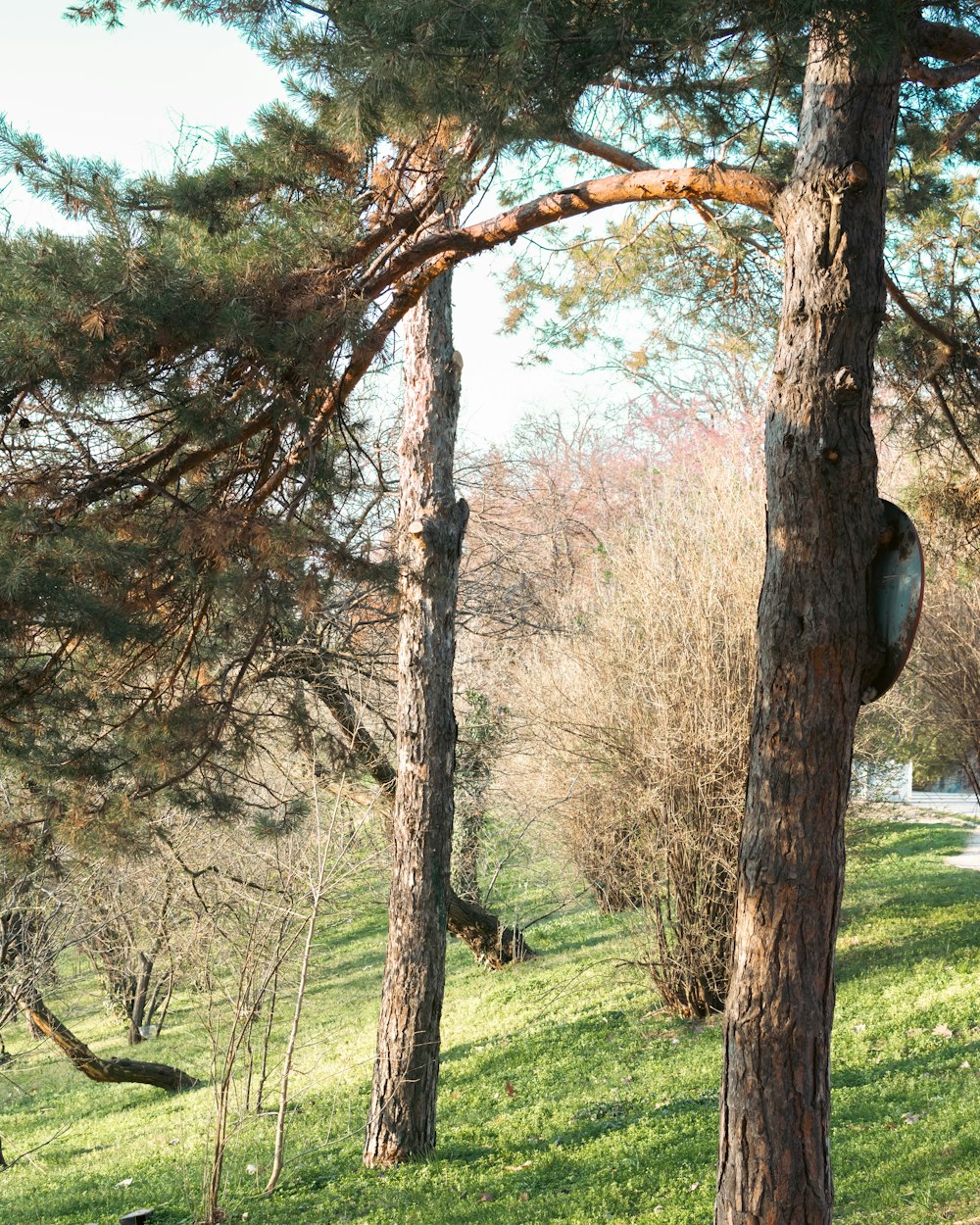 c'è una casetta per gli uccelli tra gli alberi