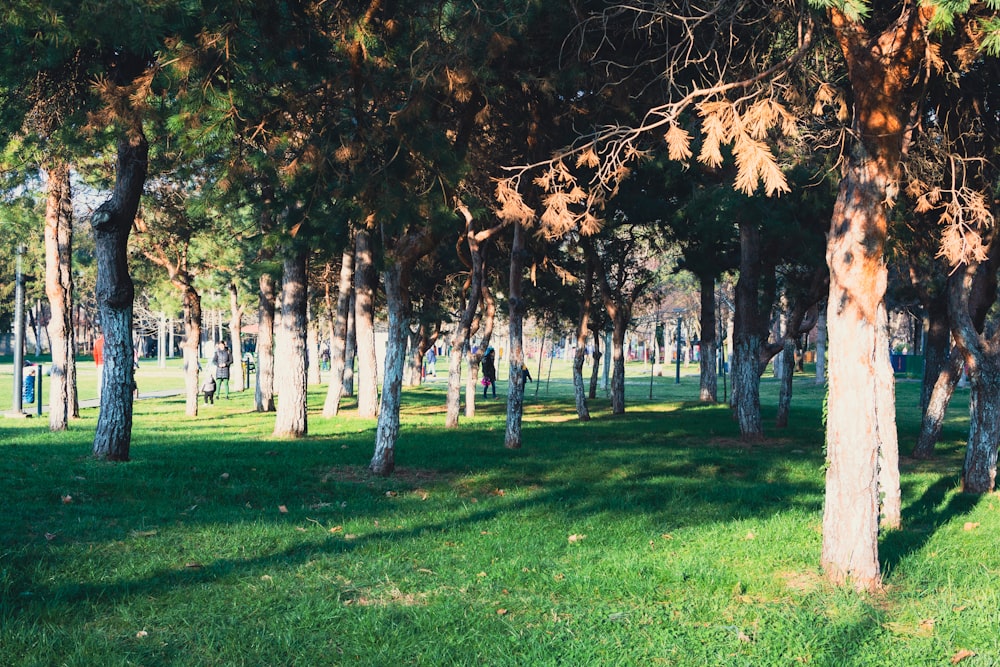 a group of trees that are in the grass