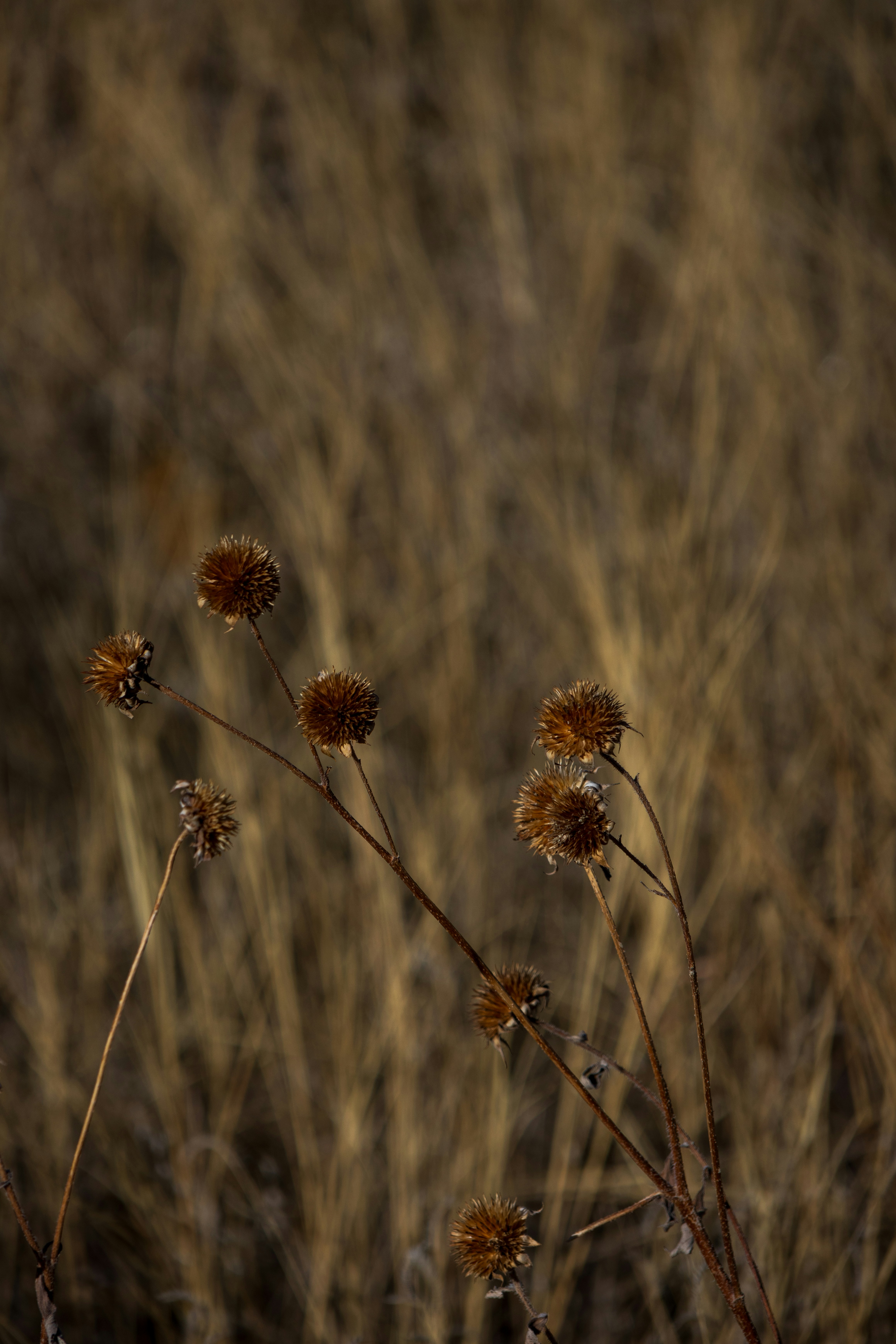 Photo by brandonstoll