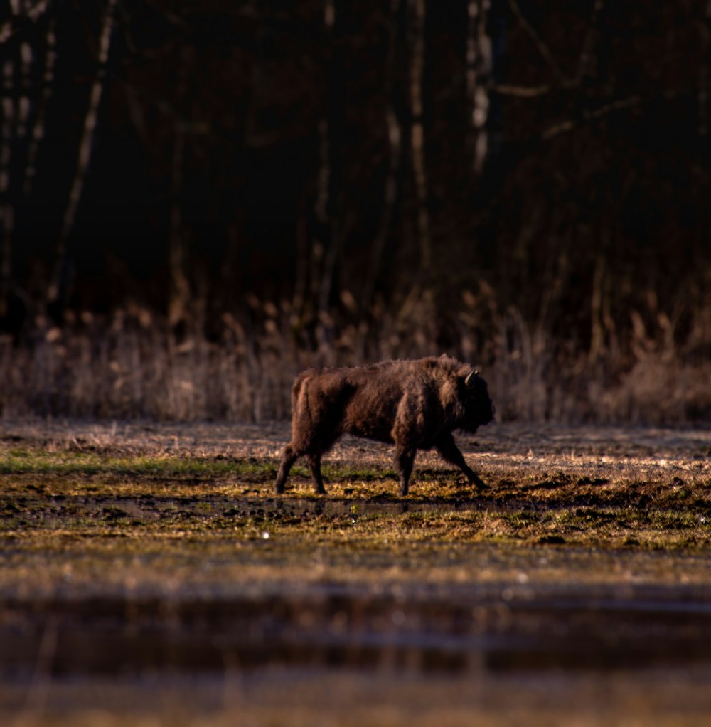 a brown dog walking across a grass covered field