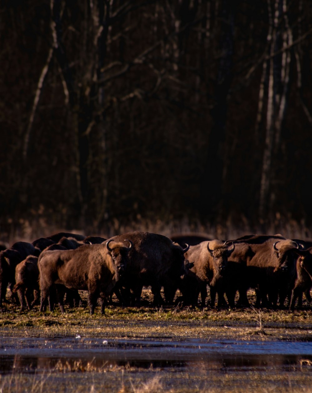 eine Herde Bisons steht nebeneinander