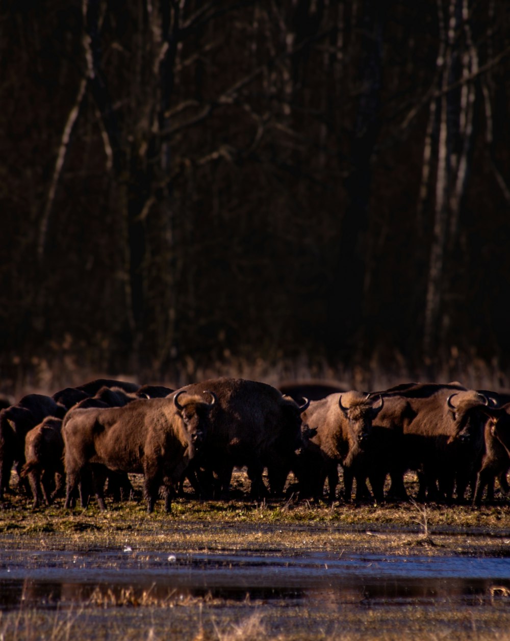 una manada de bisontes de pie uno al lado del otro