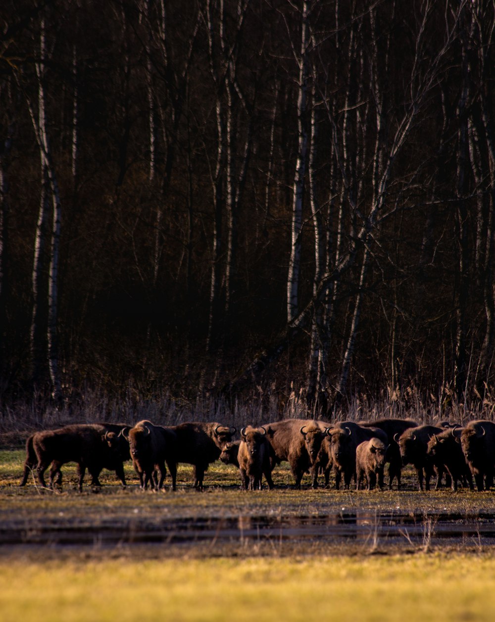 um rebanho de gado caminhando por um campo coberto de grama