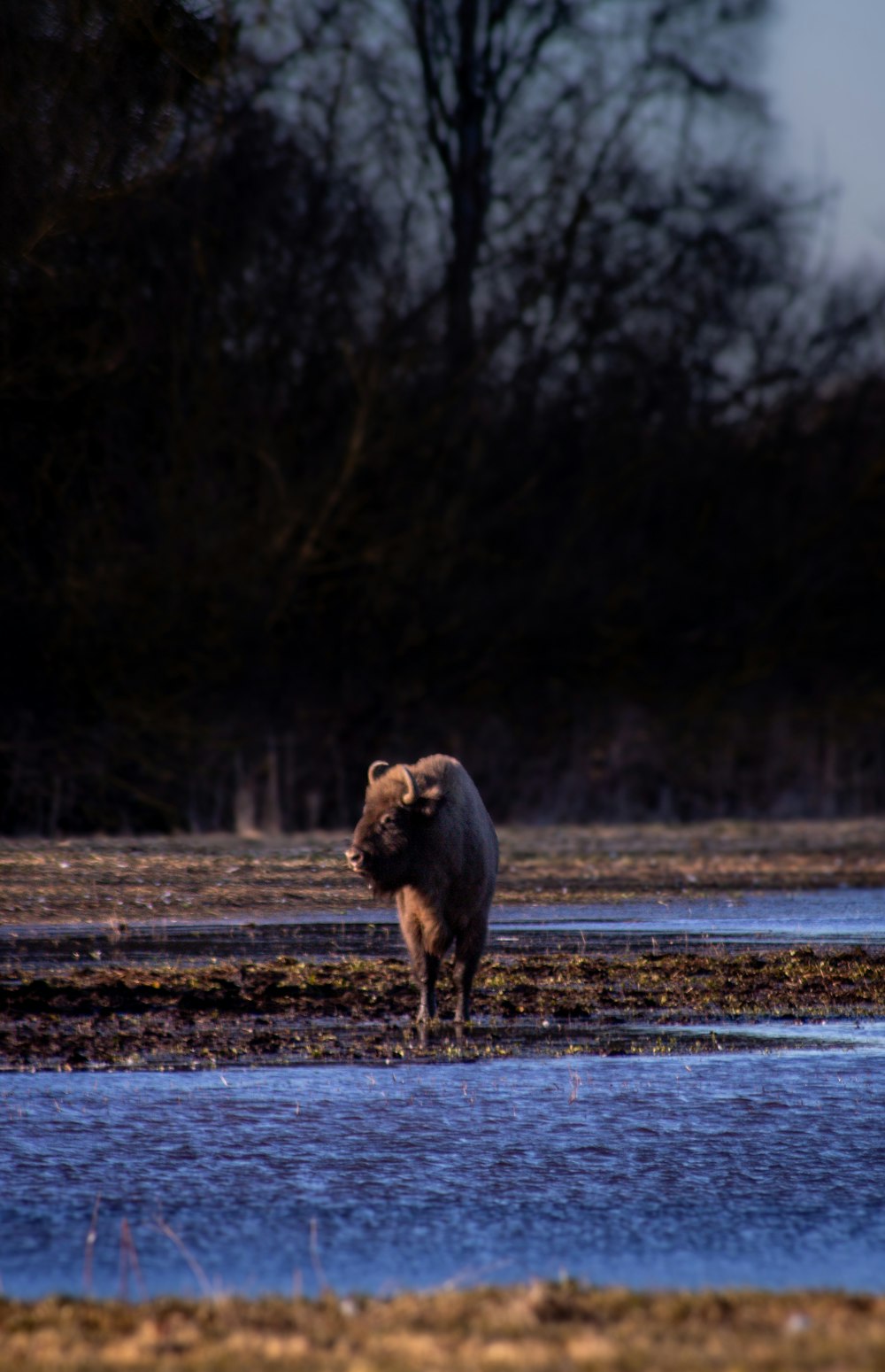 a bison is standing in a shallow body of water