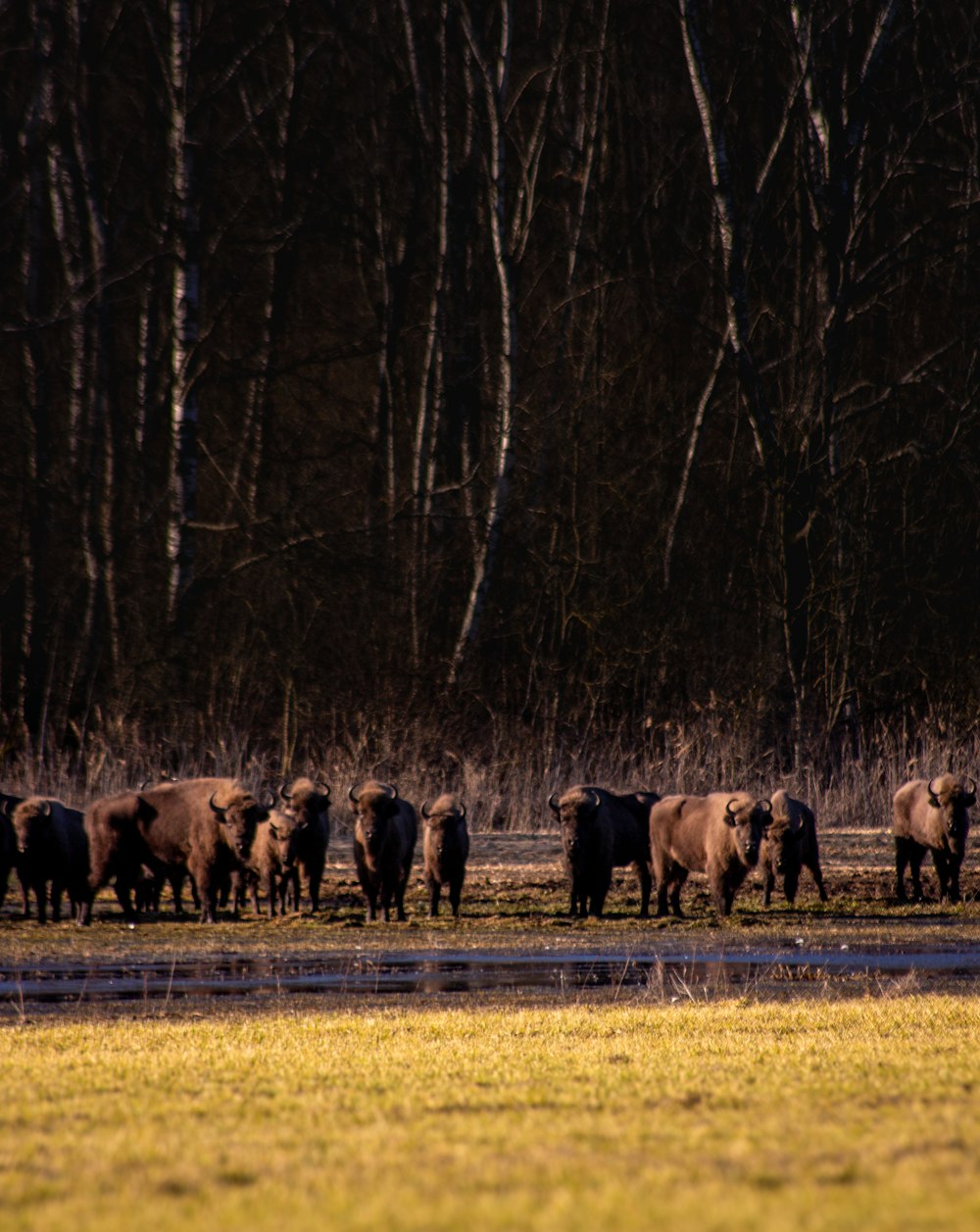 a herd of cattle walking across a grass covered field