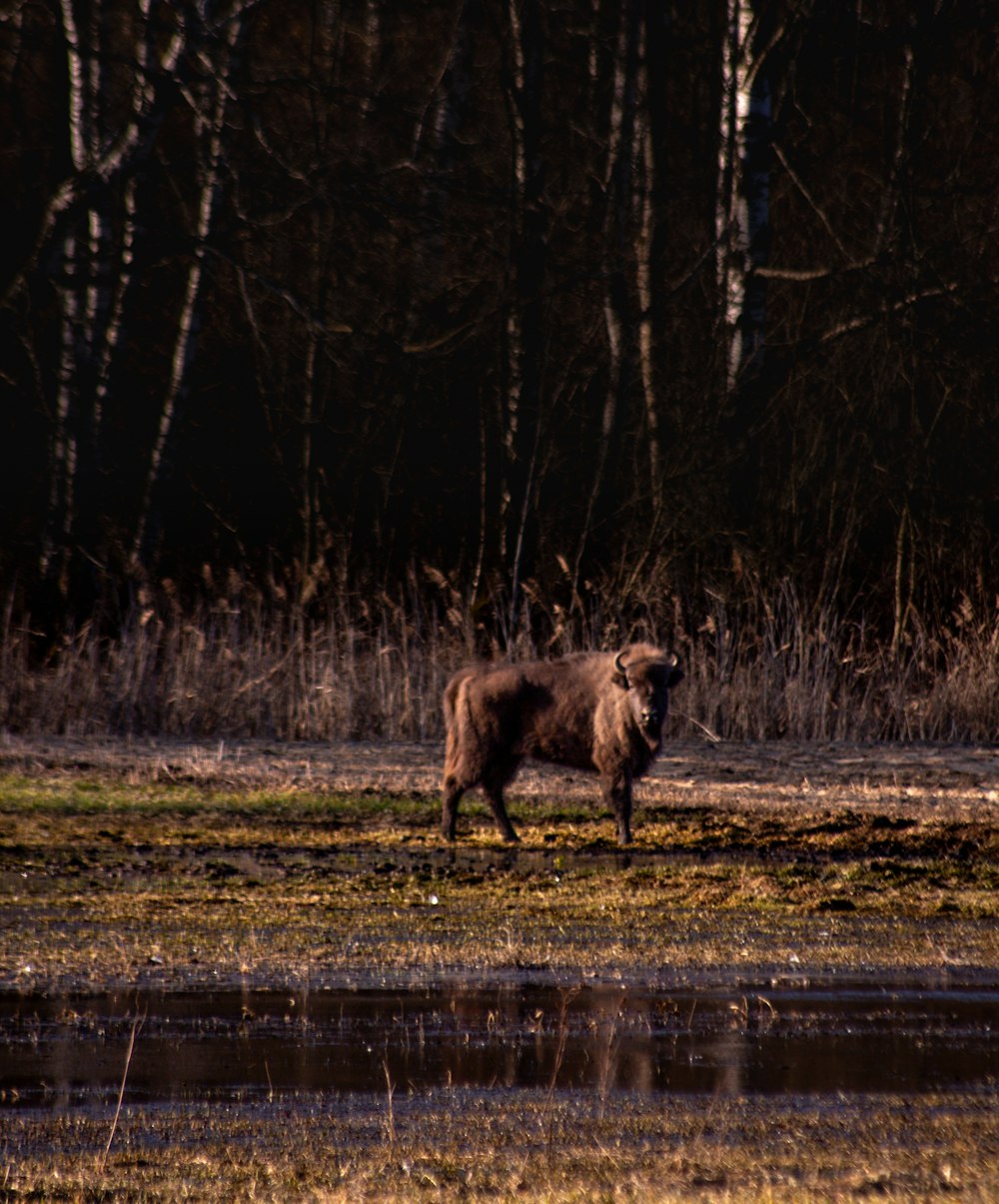 an animal that is standing in the grass