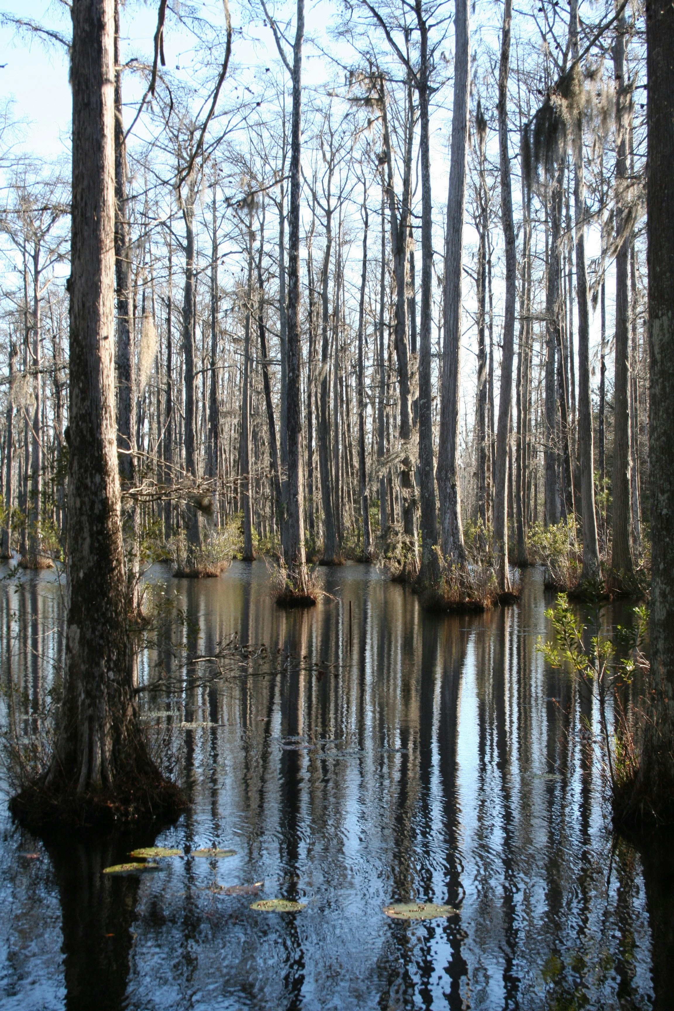 a body of water surrounded by trees in a forest