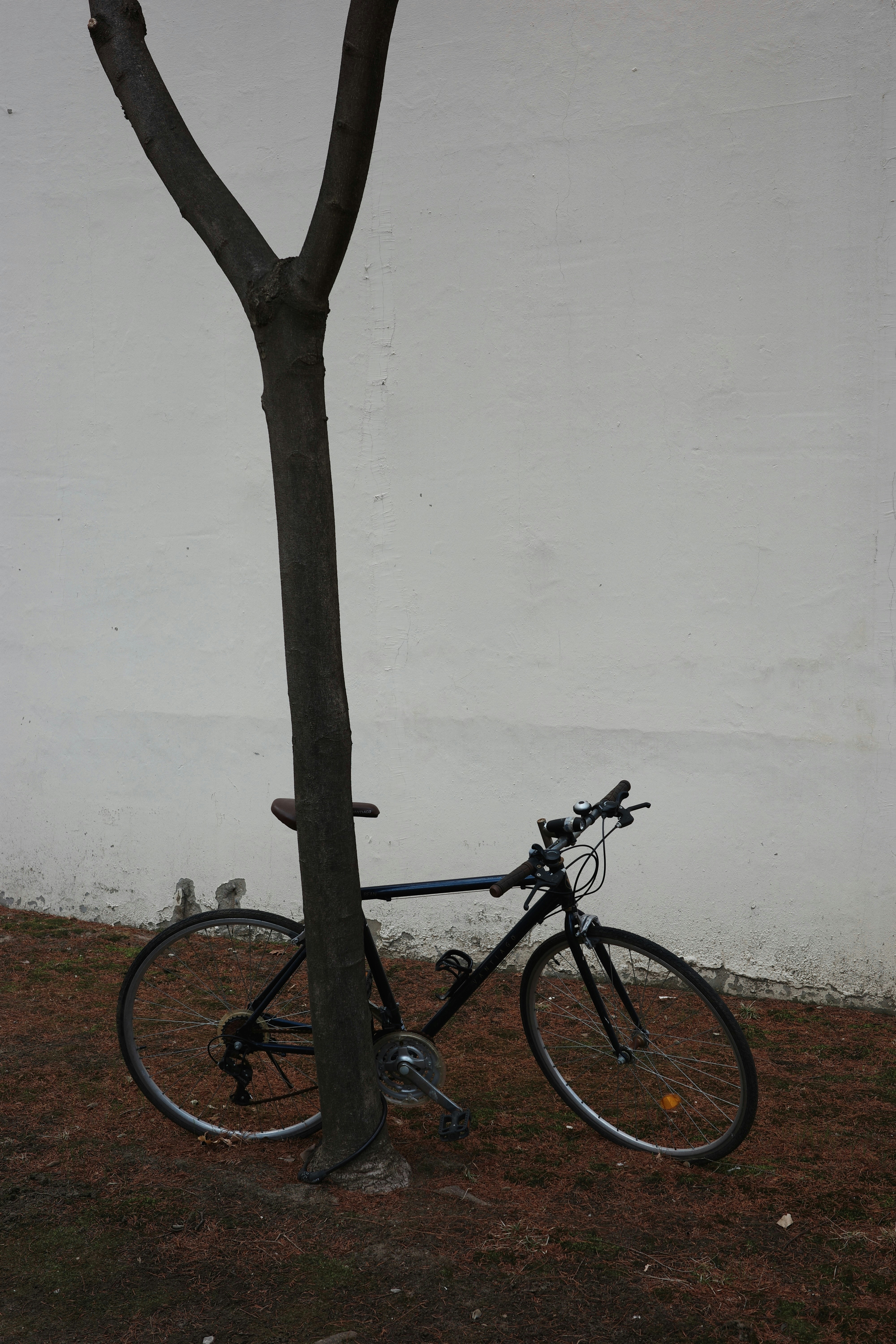 una bicicleta apoyada en un árbol frente a una pared blanca