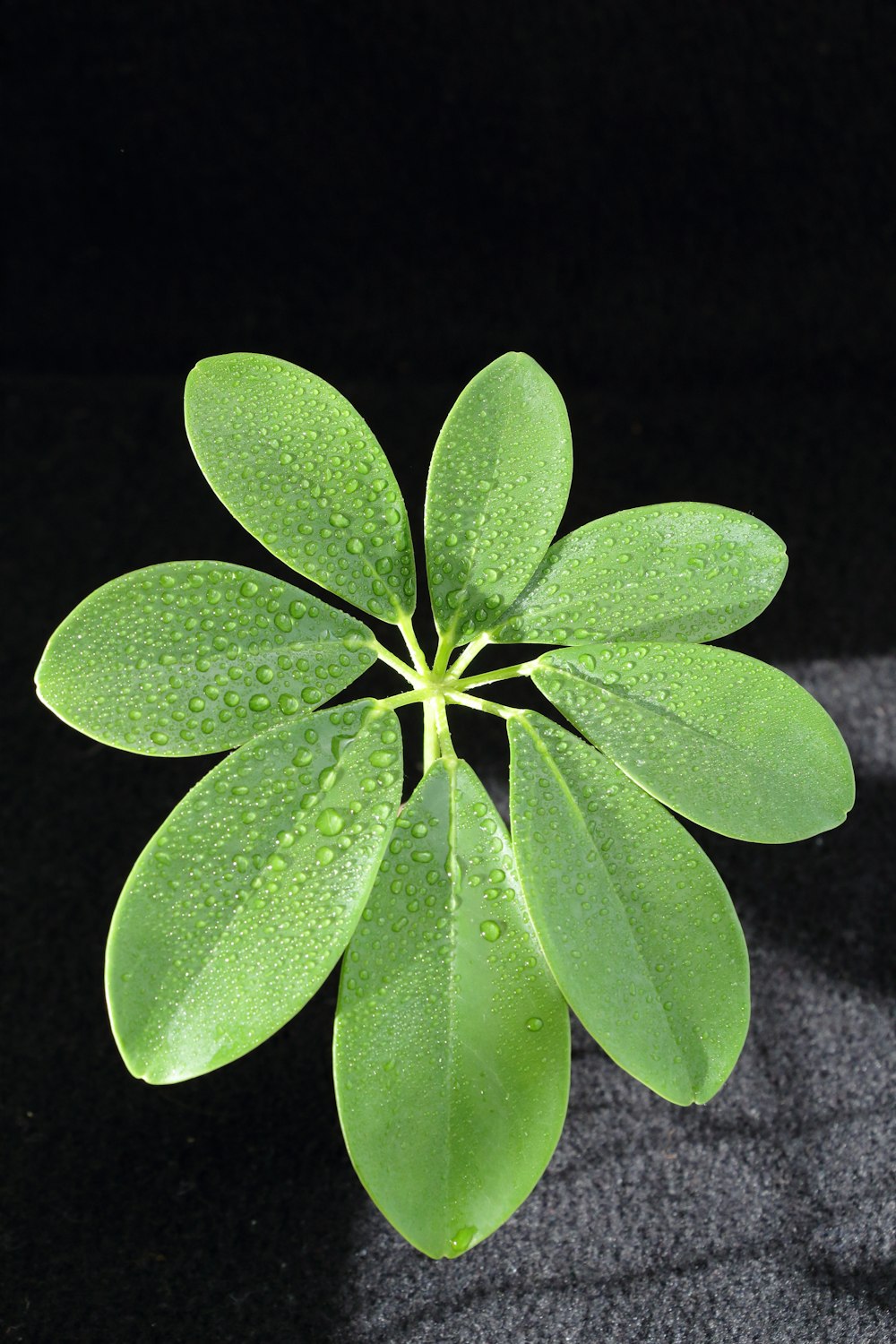 a close up of a green plant with drops of water on it