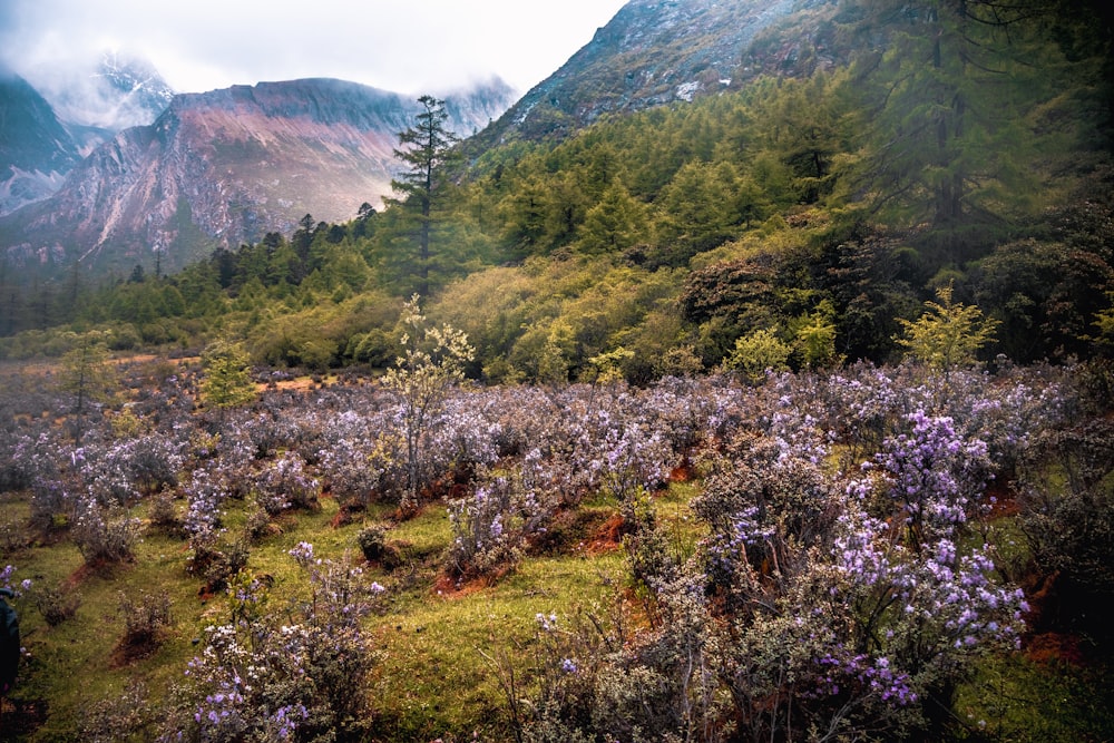 a lush green forest filled with lots of purple flowers