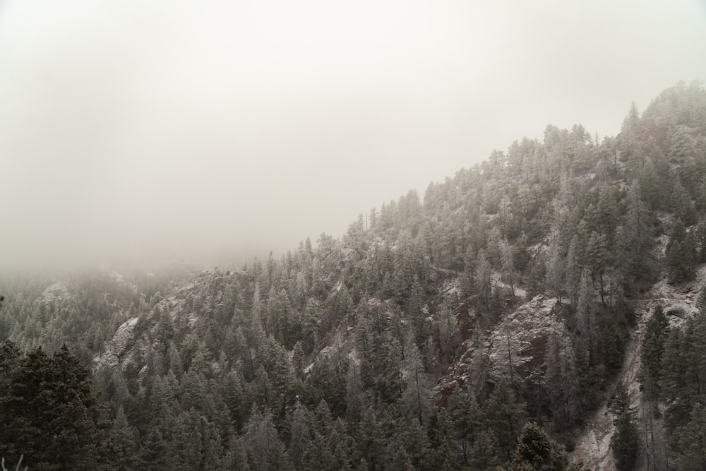 a mountain covered in snow and trees on a foggy day