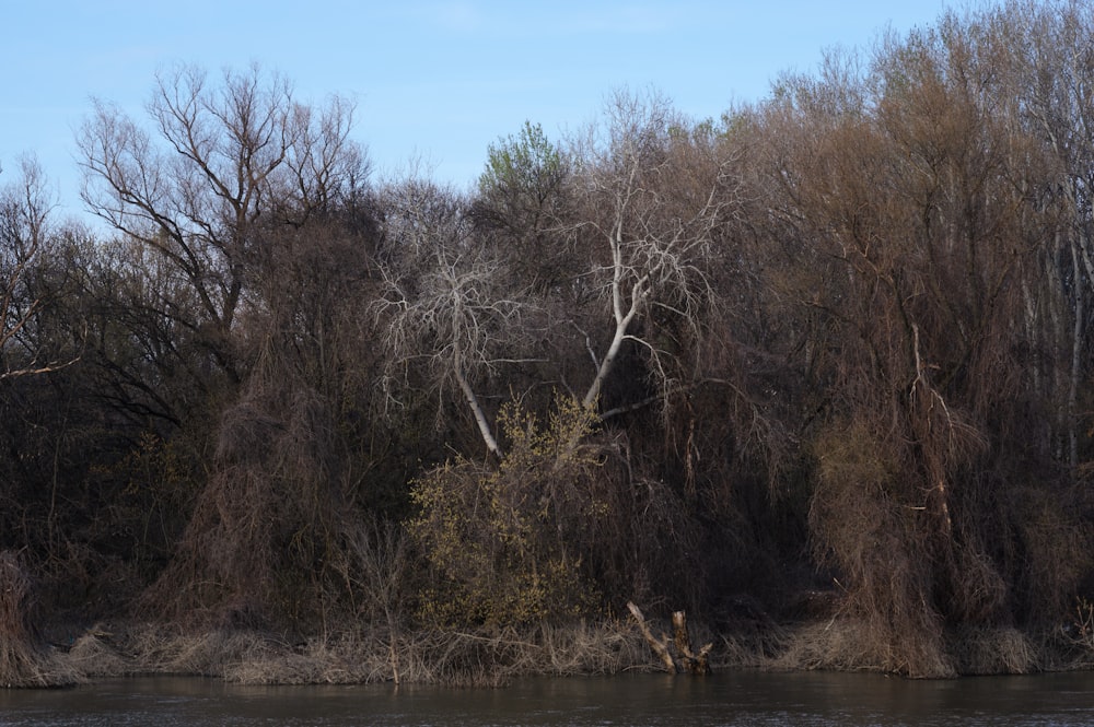 a body of water surrounded by trees and bushes