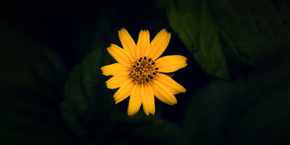 a yellow flower with green leaves in the background