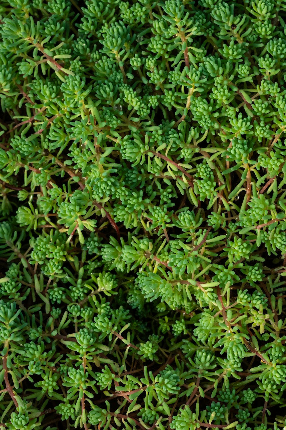 a close up of a plant with green leaves