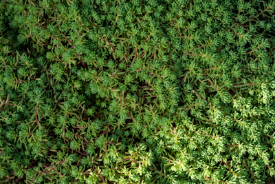 Sedum Stonecrop India — Burro Tail Jelly Beans Succulent Guide