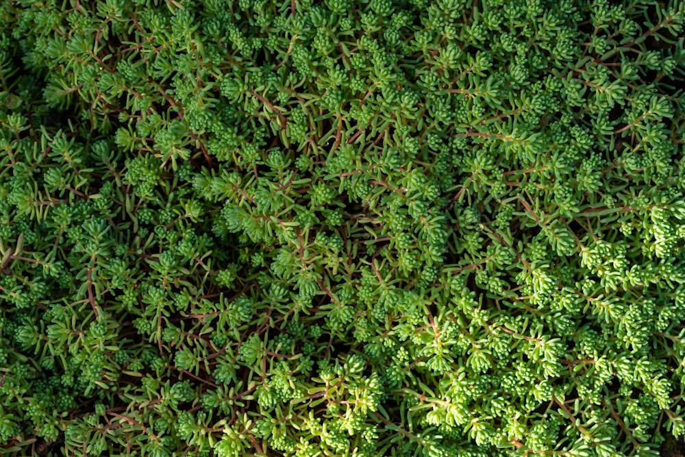 a close up of a green plant with lots of leaves