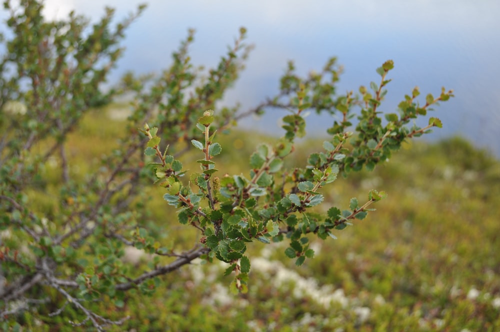 a close up of a plant with small leaves