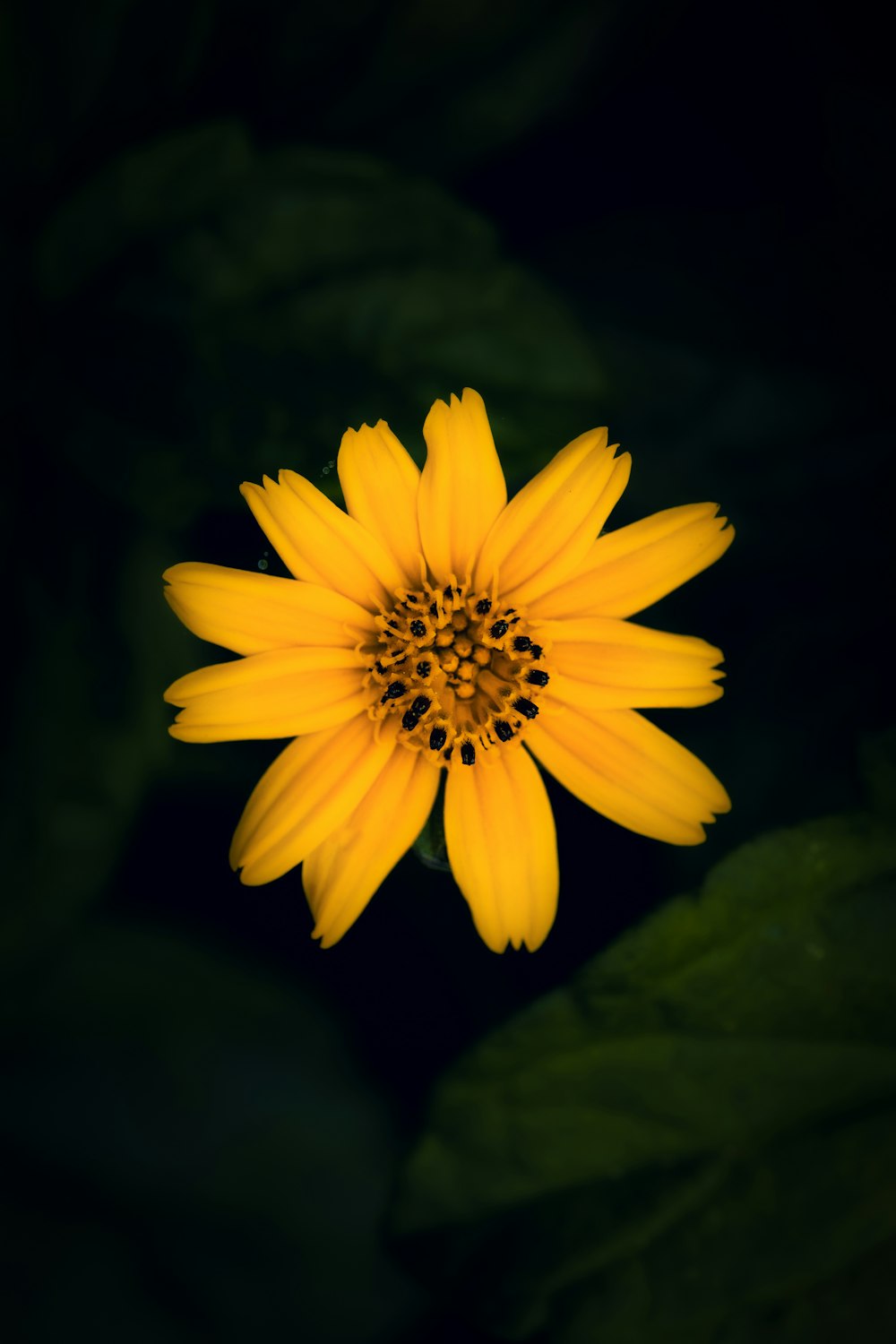 a close up of a yellow flower with green leaves