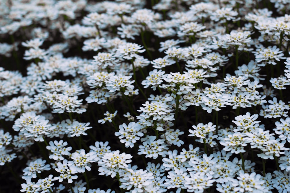 a bunch of white flowers that are blooming