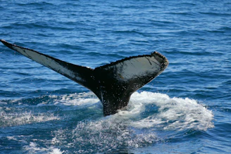 a whale tail flups out of the water