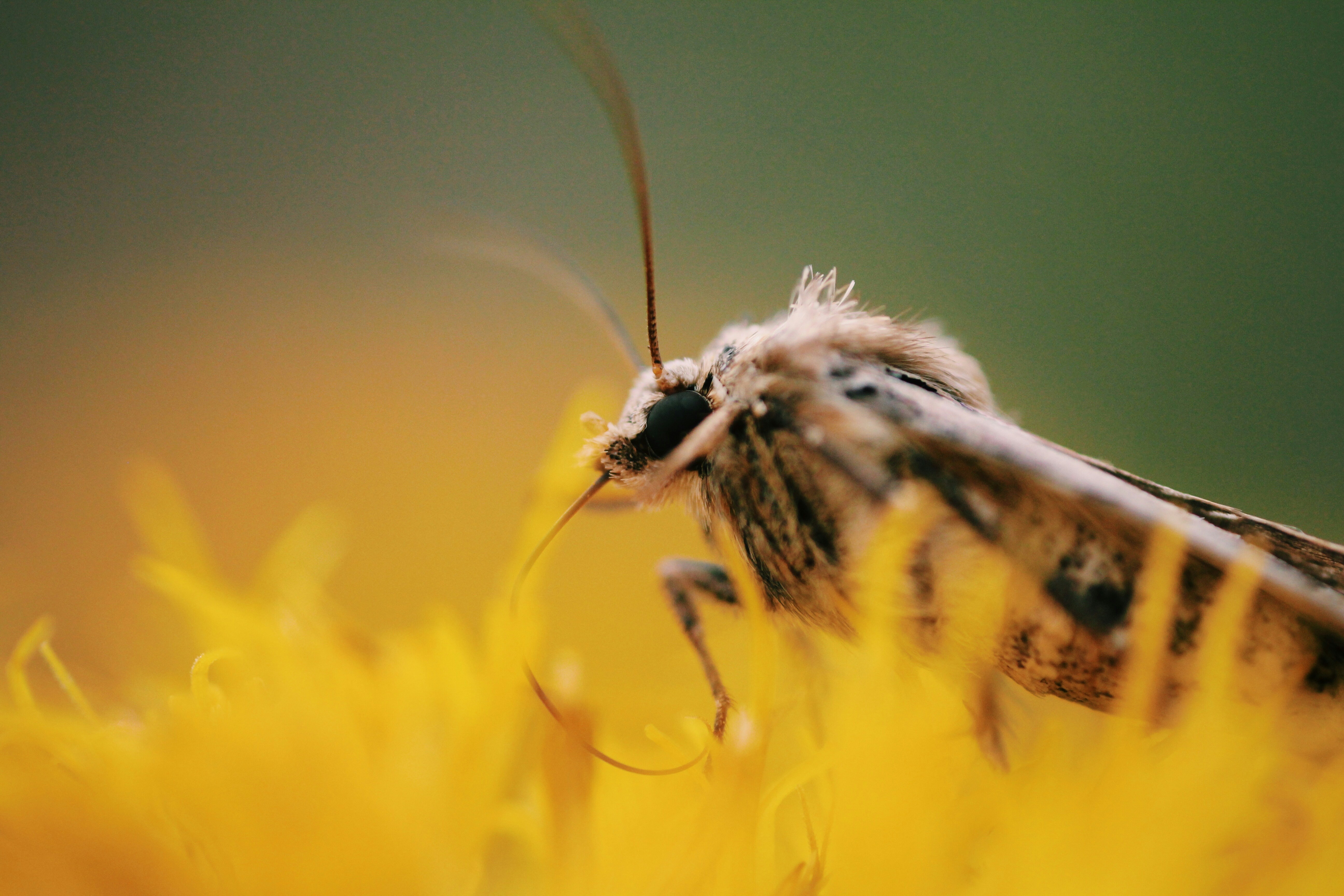 a close up of a bug on a flower