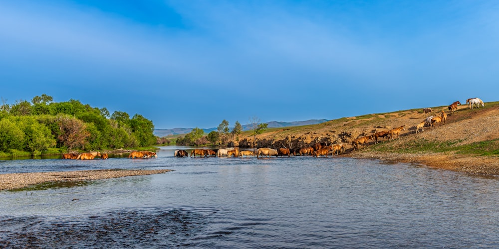a herd of animals walking across a river