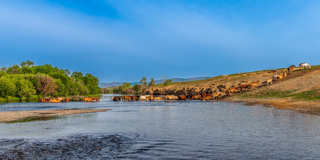 a herd of animals walking across a river, Horses crossing Onon river