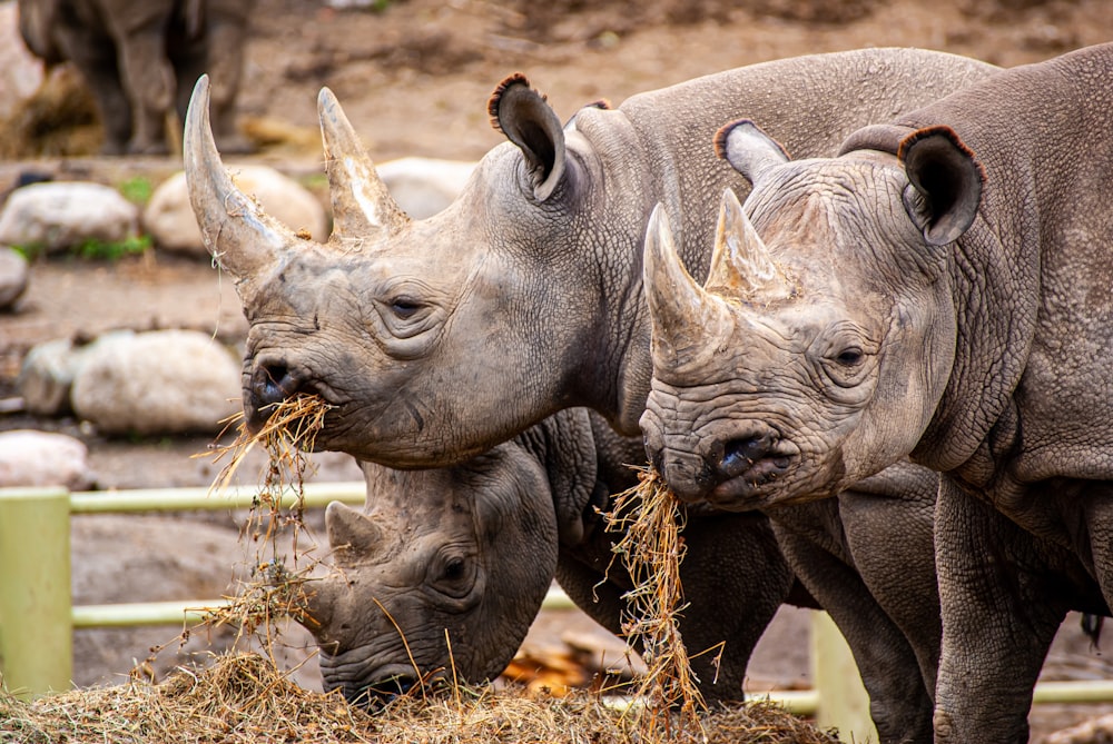 two rhinos eating hay in a zoo enclosure