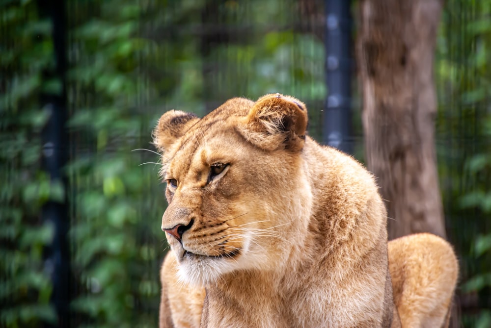 a close up of a lion near a fence
