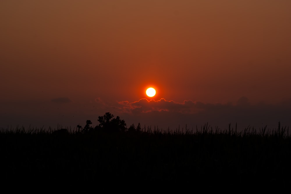 the sun is setting over a field of tall grass