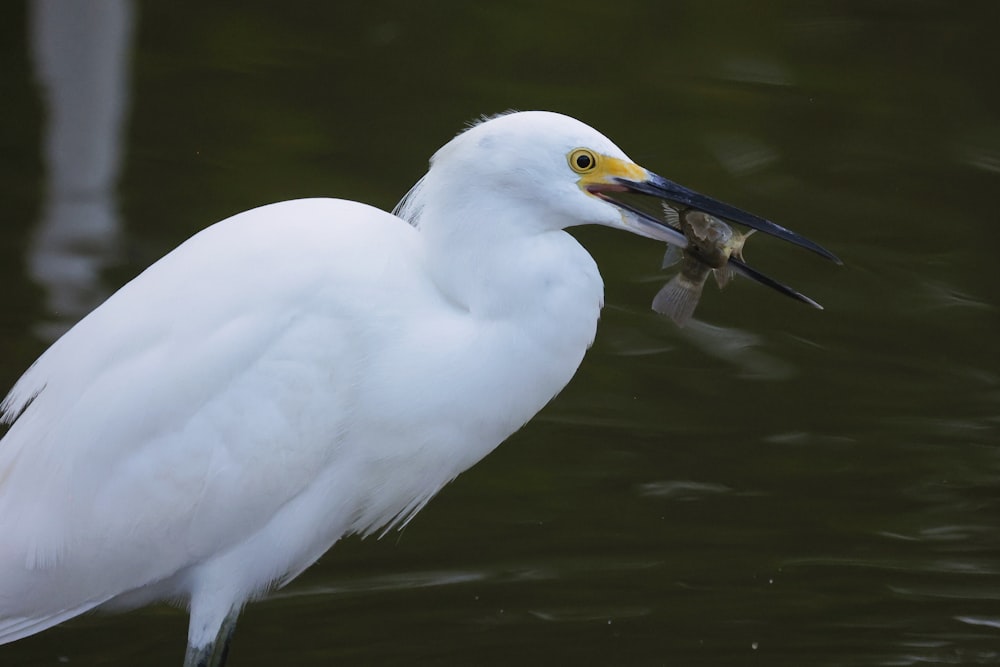 a white bird with a fish in its mouth