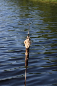 a stick sticking out of a body of water