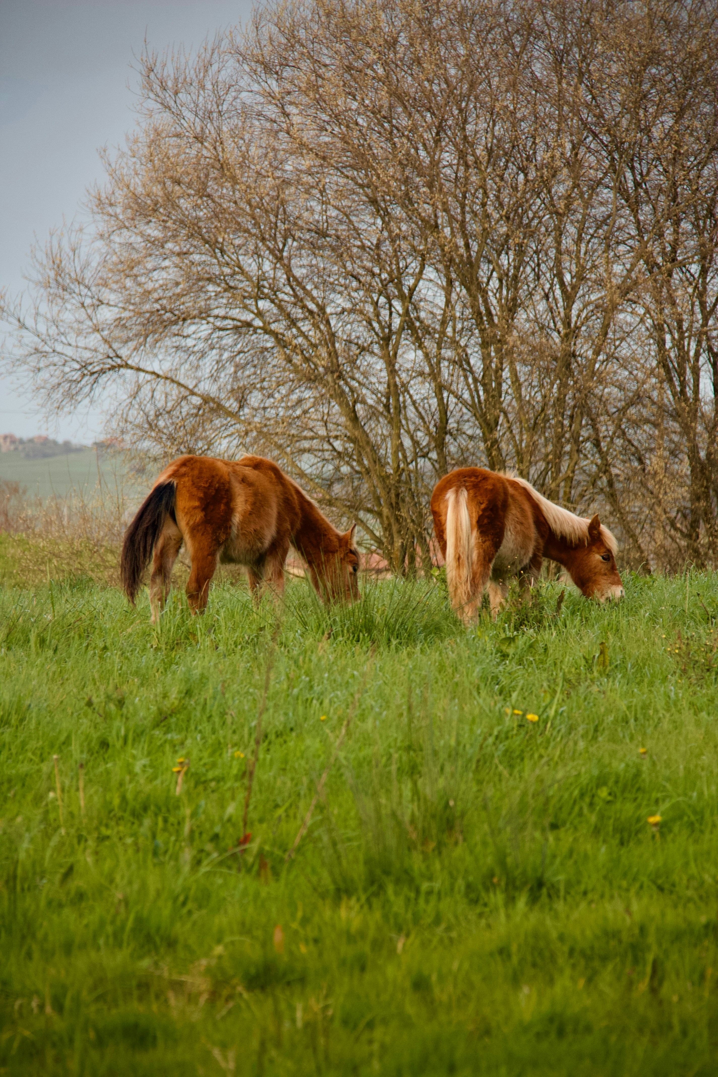 Photo by pablo_saancheezz