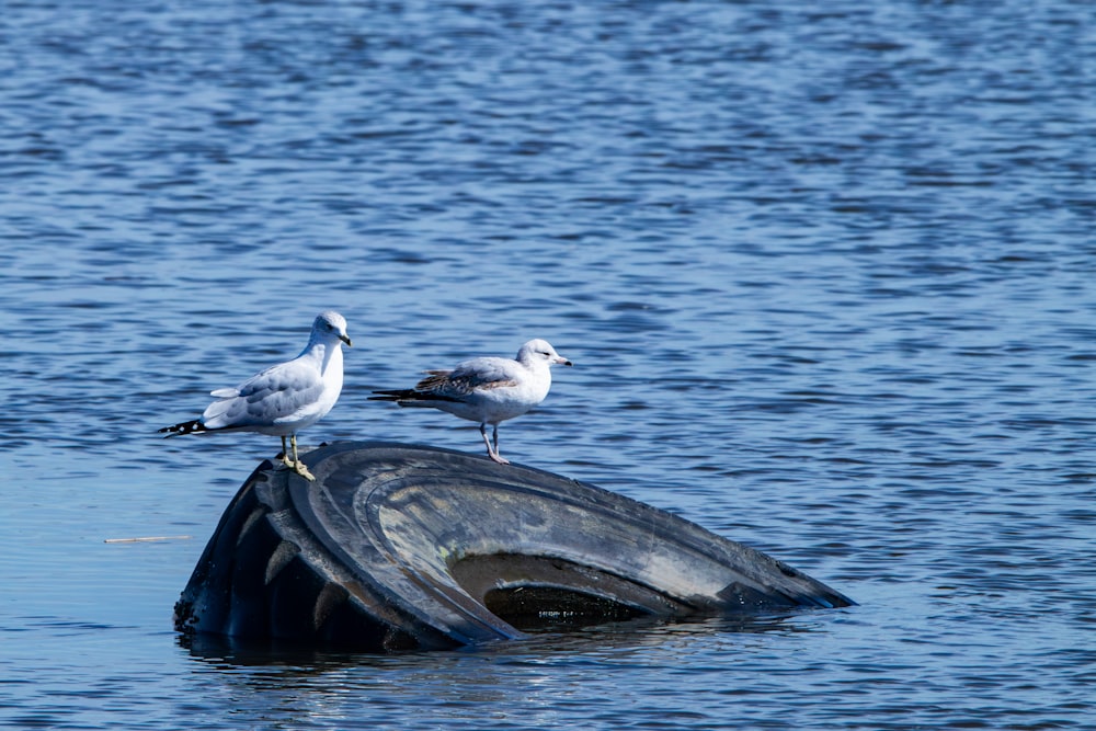 two seagulls sitting on top of a boat in the water