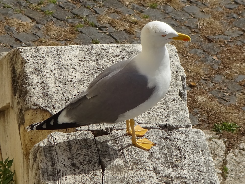 a seagull standing on a rock in the sun