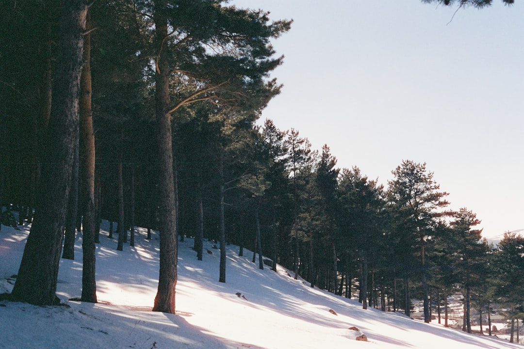 A woodland shot on 35mm film in the mountains of Georgia.